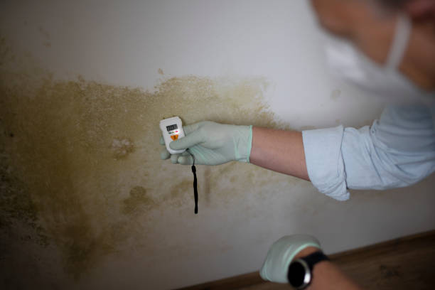 Best Best Mold Removal Companies  in Crestwood, KY