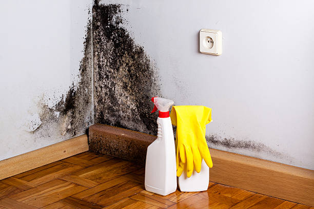 Best Fast Mold Removal  in Crestwood, KY