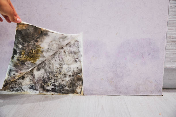 Best Mold Removal Company Near Me  in Crestwood, KY